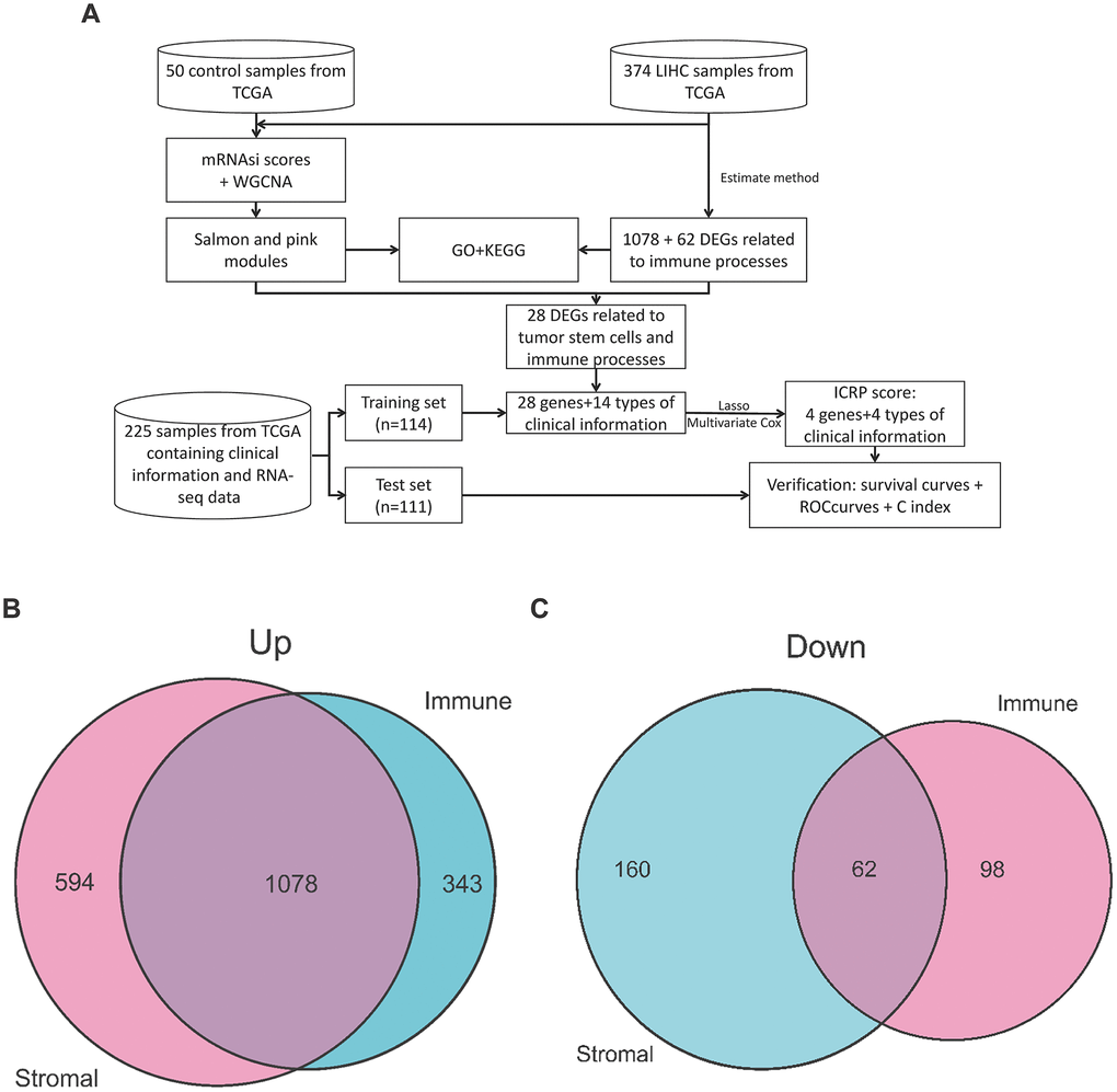Workflow of this study and DEGs gene intersection map of the Estimate algorithm in this study. (A) Workflow of this study. (B) Intersection map of upregulated genes in StromalScore and ImmuneScore. (C) Intersection map of downregulated genes in StromalScore and ImmuneScore.