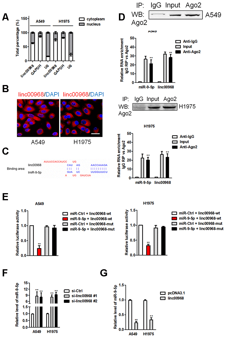 linc00968 acts as a ceRNA to sponge miR-9-5p. (A) qRT-PCR analysis of linc00968 expression in A549 and H1975 cell. (B) RNA-FISH showed the subcellular localization of linc00968 in A549 and H1975 cell. linc00968 was stained with Cy3 (green) and nuclei were stained with DAPI (blue). (C) Prediction of miR-9-5p binding sites in the linc00968. (D) Ago2-RIP was performed in A549 and H1975 cell. (E) Luciferase activity in A549 and H1975 cell cotransfected with wt/mut linc00968 plasmid, and miR-9-5p mimic or miR-Ctrl. (F) Relative levels of miR-9-5p in A549 and H1975 cell transfected with si-linc00968 or scrambled control. (G) Relative levels of miR-9-5p in A549 and H1975 cell transfected with pcDNA3.1 or linc00968. **P