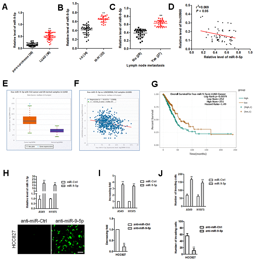 miR-9-5p is highly expressed in LUAD tissues and exerts oncogenic roles in LUAD cell. (A) Relative expression levels of miR-9-5p in LUAD tissues were measured by qRT-PCR. (B, C) The expression levels of miR-9-5p in LUAD patients with different pathological stages and lymph node metastasis. **PD) Correlation analysis of linc00968 and miR-9-5p in 56 cases of LUAD tissues. (E) miR-9-5p expression in LUAD from TCGA. (F) Correlation analysis of linc00968 and miR-9-5p in TCGA. (G) Survival analysis of miR-9-5p in LUAD from TCGA. (H) miR-9-5p mimics was transfected A549 and H1975 cell. anti-miR-9-5p was transfected into HCC827 cell. The transfection efficiency was detected using qRT-PCR and immunofluorescence. (I, J) The colony formation and invasion abilities of LUAD cell transfected with miR-9-5p mimics or anti-miR-9-5p were measured by colony formation or Transwell invasion assay, respectively. **P