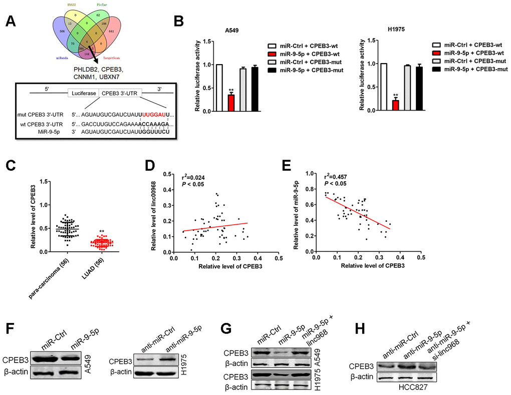 CPEB3 is a potential target of miR-9-5p. (A). Four bioinformatics methods (RNA22, Targetscan, PicTar and miRanda) were used predicted the targets of miR-9-5p. Prediction of miR-9-5p binding sites in the CPEB3. (B) Luciferase activity in A549 and H1975 cell cotransfected with wt/mut CPEB3 plasmid, and miR-9-5p mimic or miR-Ctrl. (C) Expression of CPEB3 in LUAD tissues and para-carcinoma tissues examined by qRT-PCR assay. **PD) Correlation analysis of linc00968 and CPEB3 in 56 cases of LUAD tissues. (E) Correlation analysis of CPEB3 and miR-9-5p in 56 cases of LUAD tissues. (F) The expression of CPEB3 was detected using western blot in miR-9-5p transfected A549 and anti-miR-9-5p transfected H1975 cell. (G) A549 and H1975 cell was transfected miR-9-5p or cotransfected with miR-9-5p and linc00968. (H) HCC827 was transfected anti-miR-9-5p or cotransfected with anti-miR-9-5p and si-linc00968. The expression of CPEB3 was assessed by western blot.