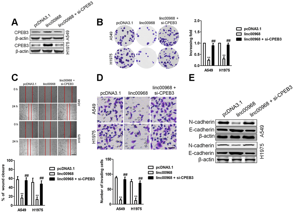 Downregulation of CPEB3 reverses the inhibitory roles of linc00968 in LUAD cell. (A) A549 or H1975 was transfected with linc00968 or cotransfected with linc00968 and si-CPEB3. The level of CPEB3 was detected with western blot assay. (B–D) The colony formation, migration and invasion abilities were rescued by si-CPEB3. Scale bar, 200 μm. (E) The expressions of E-cadherin and N-cadherin were detected by western blot. **P