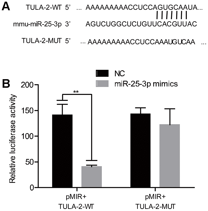 TULA-2 is the downstream target of miR-25-3p. (A) The predicted and conserved miR-25-3p target sites in the 3’UTR of TULA-2. (B) The luciferase activity of the WT 3’UTR but not the mutated 3’ UTR of TULA-2 was downregulated by miR-25-3p mimics in ECs (**P 