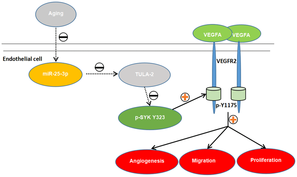 The proposed novel mechanism by which miR-25-3p affects angiogenesis in aged mice via the TULA-2/SYK/VEGFR-2 pathway. Aged ECs utilize miR-25-3p to target TULA-2 as a downstream effector to transduce signals, further downregulating and suppressing the phosphorylation of SYK Y323 and VEGFR-2 Y1175 and thus suppressing the angiogenesis pathway and inhibiting the proliferation, migration and tube formation abilities of aged ECs.