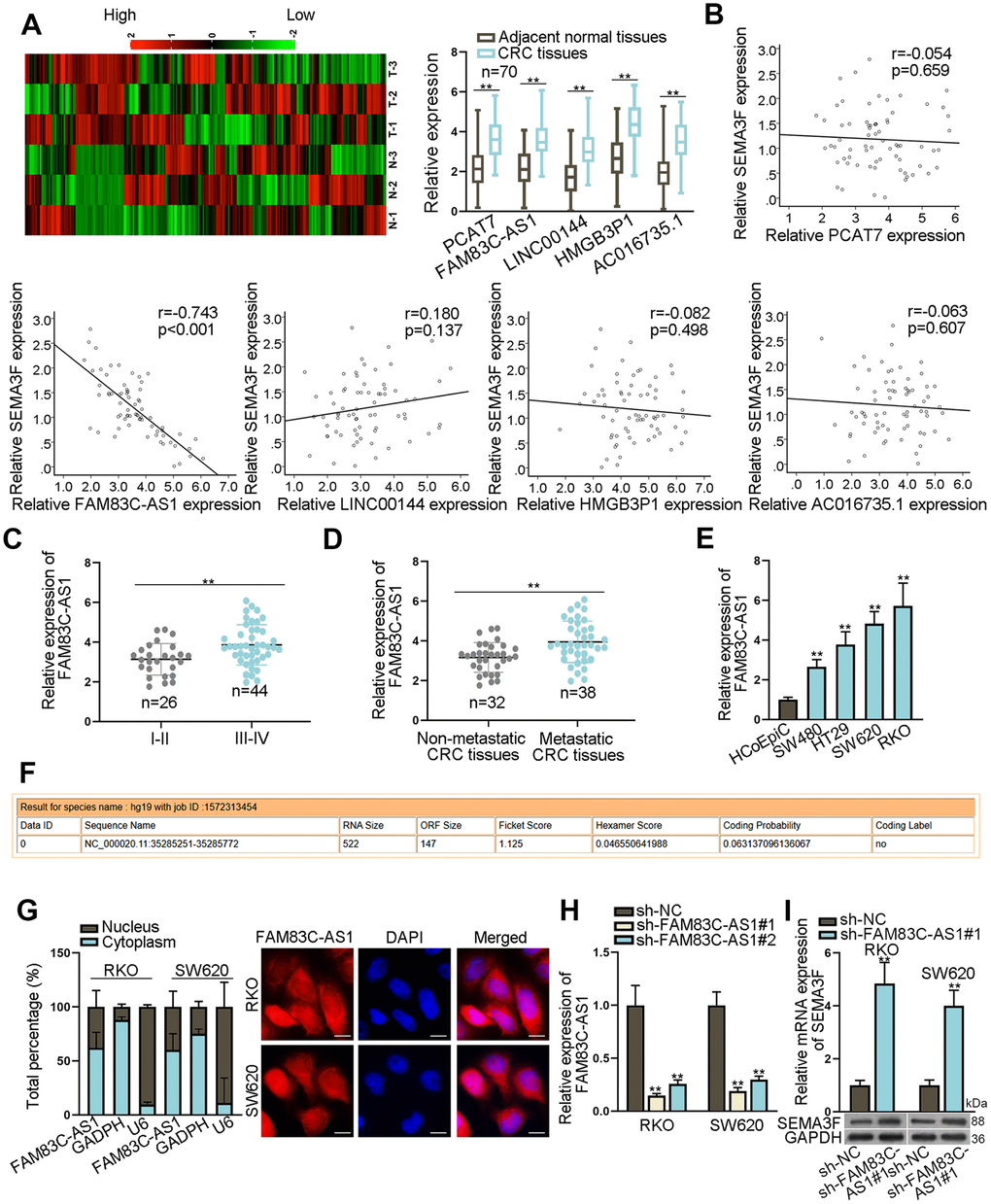 Opposite effects of FAM83C-AS1 and SEMA3F in CRCs. (A) The expression of 242 lncRNAs in CRC tissues and corresponding non-tumor tissues was detected using microarray analysis, and the expression of PCAT7, FAM83C-AS1, LINC00144, HMGB3P1 and AC016735.1 was detected in CRC tissues and adjacent non-tumor tissues using RT-qPCR. (B) The correlation between SEMA3F and lncRNAs (PCAT7, FAM83C-AS1, LINC00144, HMGB3P1 and AC016735.1) was analyzed using Spearman’s correlation analysis. (C) FAM83C-AS1 expression was detected using RT-qPCR in early and advanced stages of CRC patients. (D) FAM83C-AS1 expression in metastatic CRC tissues and non-metastatic CRC tissues was detected using RT-qPCR. (E) FAM83C-AS1 expression in CRC cell lines and normal human colonic epithelial cell line (HCoEpiC) was examined by RT-qPCR. (F) The coding potential of FAM83C-AS1 was obtained from CPAT. (G) The subcellular localization of FAM83C-AS1 was determined by subcellular fractionation and FISH assays. (H) The efficiency of FAM83C-AS1 was evaluated using RT-qPCR. (I) SEMA3F expression in RKO and SW620 cells transfected with sh-FAM83C-AS1#1 or sh-NC was detected using RT-qPCR and western blot analyses. **P ***P 