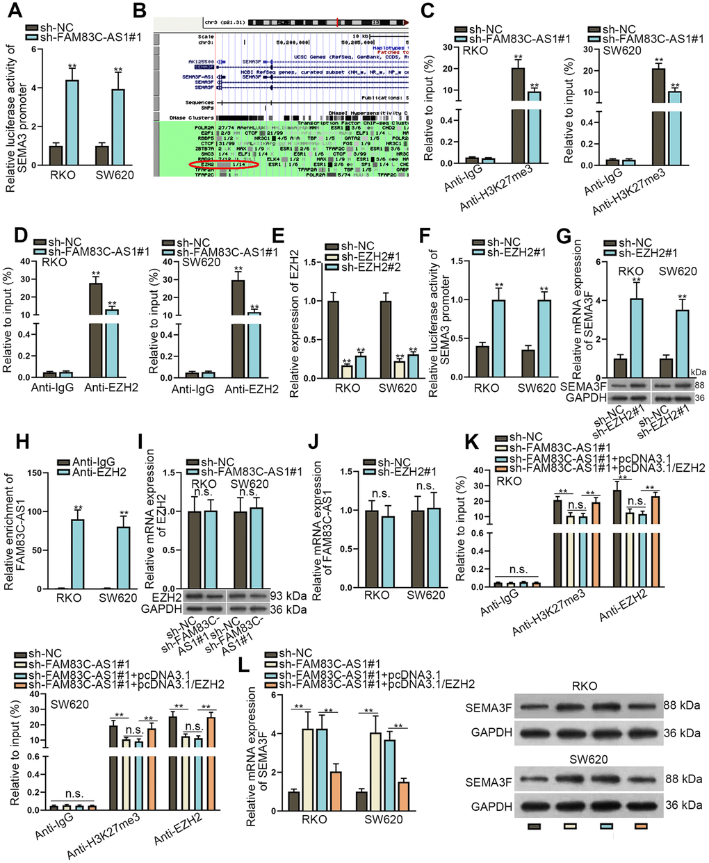 FAM83C-AS1 inhibits SEMA3F expression through interacting with EZH2 in CRC tumor cells. (A) The interaction between FAM83C-AS1 and SEMA3F promoter was tested by luciferase reporter assay. (B) SEMA3F was speculated to boast the potential of binding with EZH2 via UCSC. (C, D) H3K27me3 occupancy and EZH2 binding of the SEMA3F promoter in transfected cells were analyzed using ChIP. (E) The efficiency of EZH2 knockdown was detected using RT-qPCR. (F) The interaction between EZH2 and SEMA3F promoter was investigated using luciferase reporter assay. (G) RT-qPCR and western blotting assays were conducted to detect the mRNA and protein expression of SEMA3F after RKO and SW620 cells were transfected with sh-EZH2#1 or sh-NC. (H) RIP assay demonstrated that SEMA3F could bind to EZH2 in RKO and SW620 cells. (I) RT-qPCR and western blotting analyses were used to detect the mRNA and protein expression of EZH2 in RKO and SW620 cells transfected with sh-FAM83C-AS1#1 or sh-NC. (J) FAM83C-AS1 expression in RKO and SW620 cells transfected with sh-EZH2#1 or sh-NC was determined using RT-qPCR. (K) H3K27me3 occupancy and EZH2 binding to SEMA3F promoter in transfected cells were analyzed using ChIP. (L) mRNA and protein expression of SEMA3F in RKO and SW620 cells transfected with different plasmids were examined using RT-qPCR and western blotting analysis. **P 