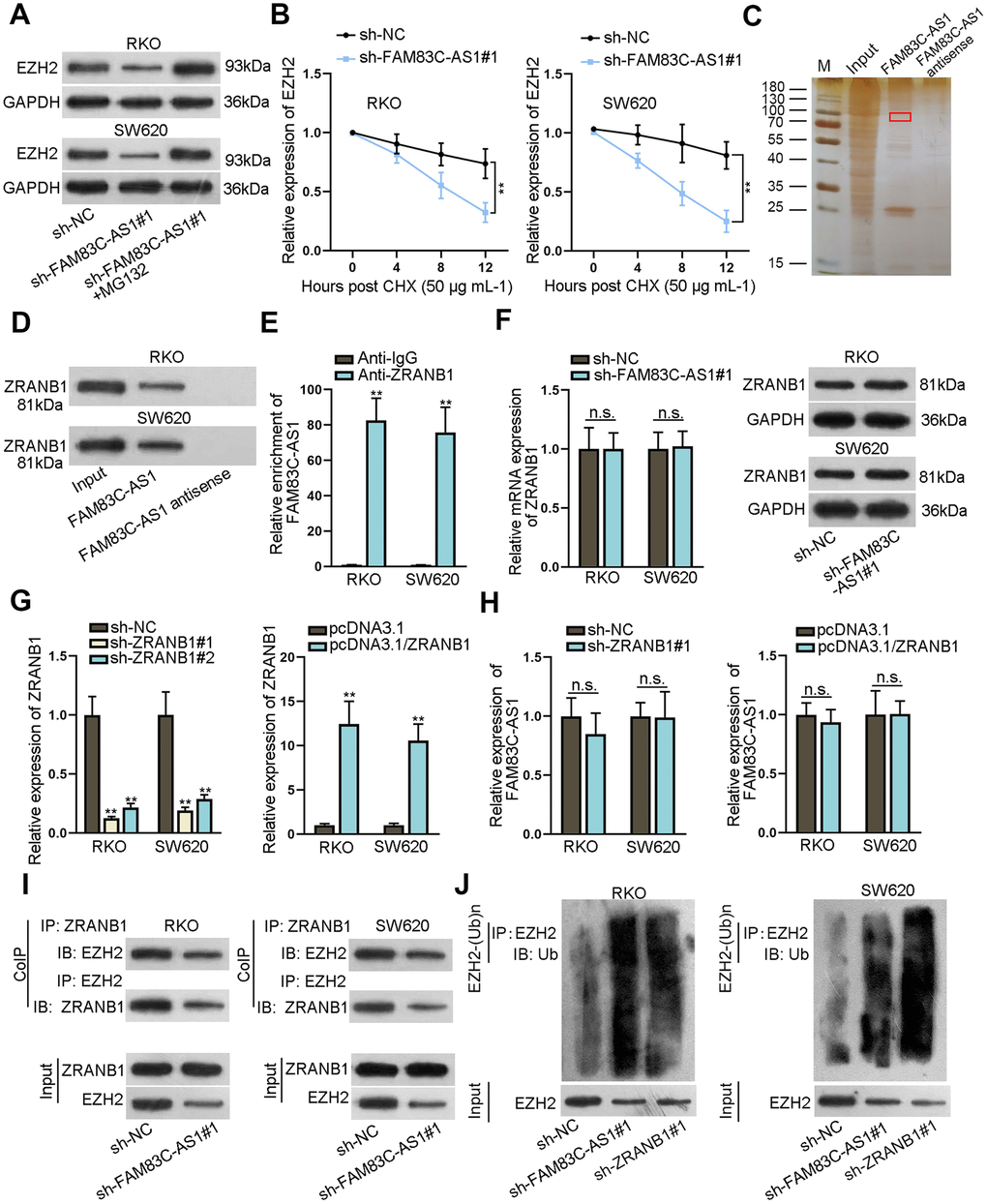 FAM83C-AS1 stabilized EZH2 protein by binding to ZRANB1 in CRC. (A) EZH2 protein expression was analyzed using western blotting analysis in different groups. (B) After treatment with CHX (50 μg mL-1), EZH2 protein stability was evaluated in RKO and SW620 cells transfected with sh-FAM83C-AS1#1 or sh-NC. (C, D) The binding capacity between FAM83C-AS1 and ZRANB1 was measured using RNA pull-down assay. (E) RIP assays further proved that FAM83C-AS1 could bind to ZRANB1 in RKO and SW620 cells. (F) mRNA and protein expression of ZRANB1 in RKO and SW620 cells transfected with sh-FAM83C-AS1#1 or sh-NC were examined using RT-qPCR and western blotting analysis. (G) The efficiency of ZRANB1 knockdown or overexpression was assessed using RT-qPCR analysis. (H) FAM83C-AS1 expression in transfected cells was detected by RT-qPCR. (I) CoIP assay was adopted for analyzing the effect of FAM83C-AS1 depletion on the binding of ZRANB1 to EZH2. (J) The relationship between EZH2 ubiquitination and FAM83C-AS1 or ZRANB1 was analyzed in different groups. **P 