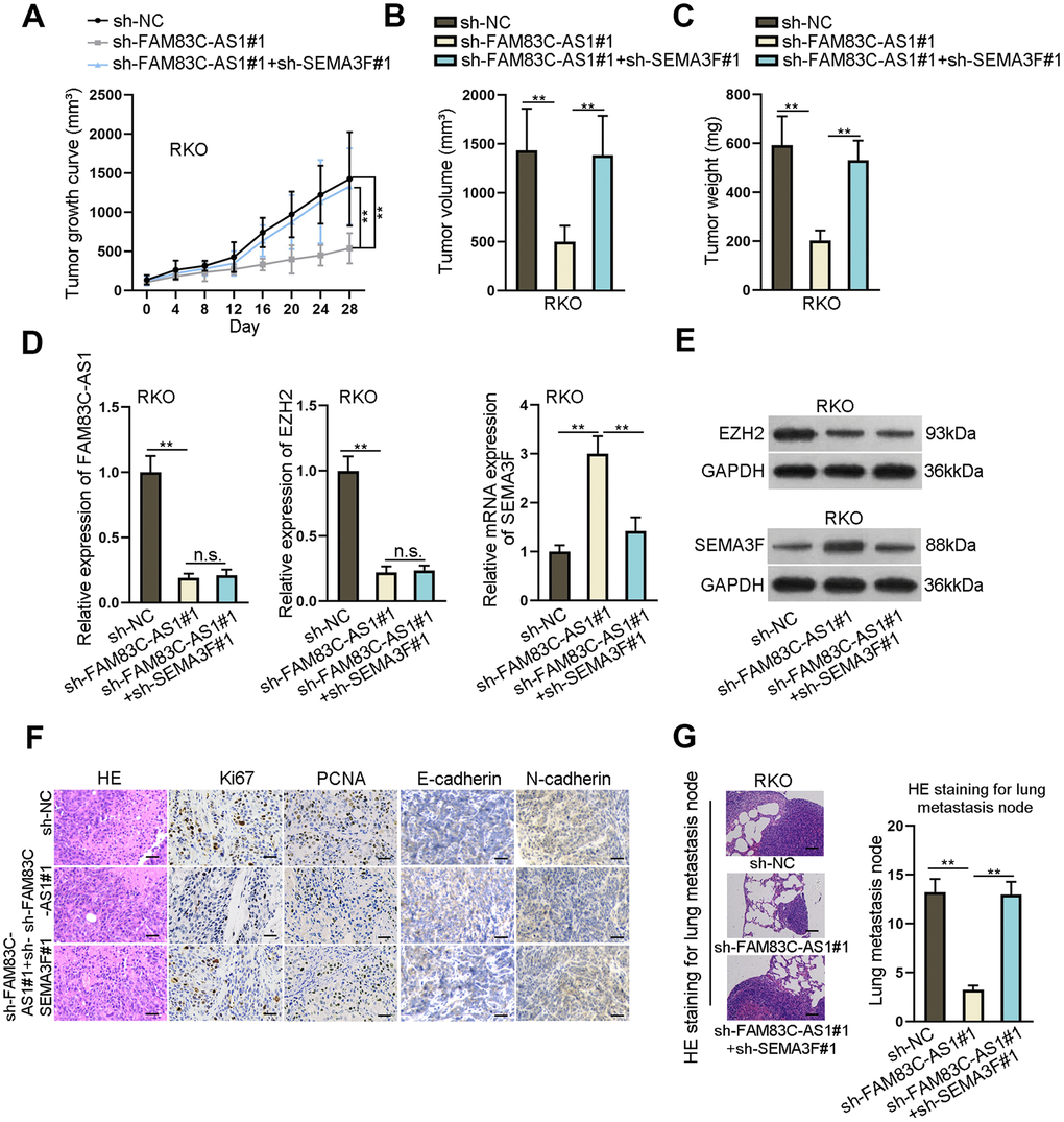 FAM83C-AS1 promotes tumorigenesis of CRC in vivo by inhibiting SEMA3F expression. (A–C) Transfected RKO cells were subcutaneously injected into nude mice. Tumor growth curve was obtained by recording tumor volume every 4 days. After 28 days, mice were sacrificed for further evaluation of tumor volume and weight. (D) Expression of FAM83C-AS1, EZH2 and SEMA3F in different groups was detected using RT-qPCR. (E) Protein expression of EZH2 and SEMA3F in different groups was detected via western blotting analysis. (F) Expression of Ki67, PCNA, E-cadherin and N-cadherin in different groups was analyzed using immunohistochemistry assay. (G) HE staining for metastasis nodes in lungs was used for evaluating cell metastasis in different groups. **P 