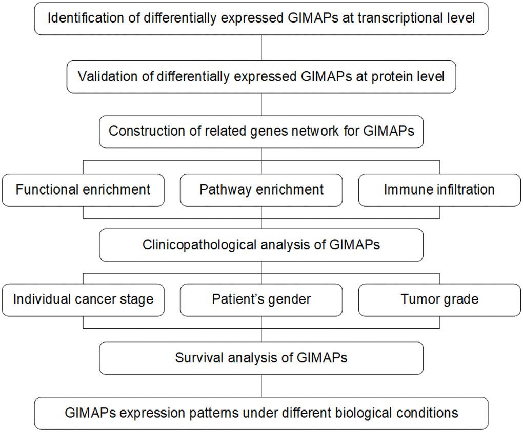 The pipeline of this study based on public databases and platforms.