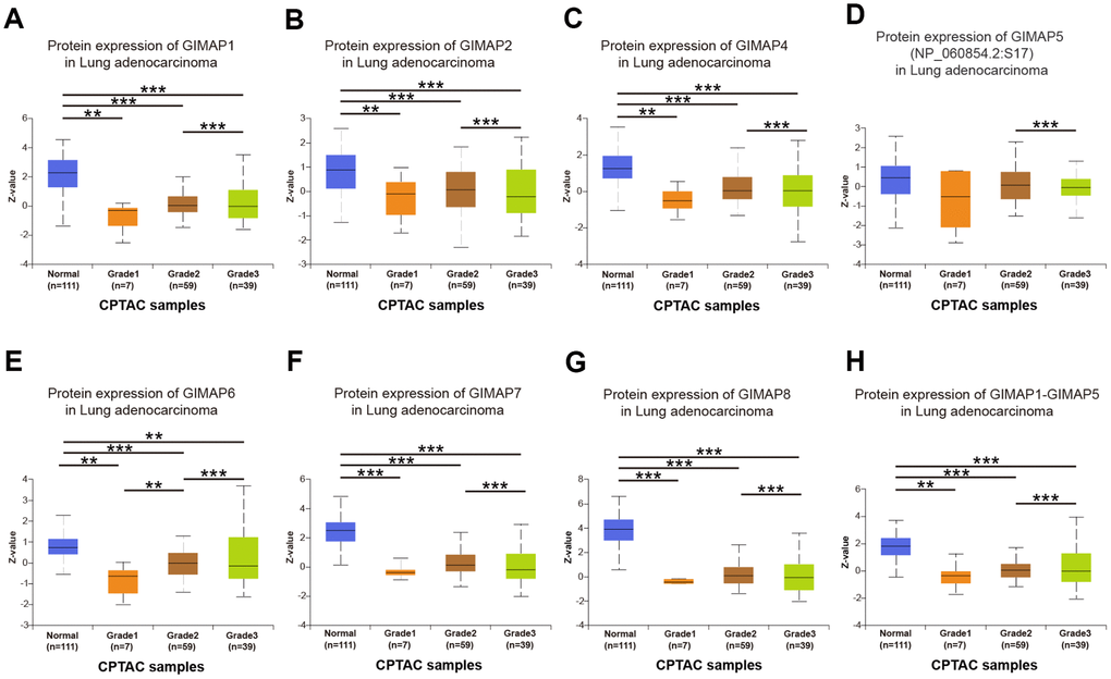 Association of protein expression of distinct GIMAPs with tumor grades of LUAD patients (UALCAN). protein expression of GIMAPs were significantly related to tumor grade, as tumor grade increased, the protein expression of GIMAPs tended to be higher (A–H). **pp