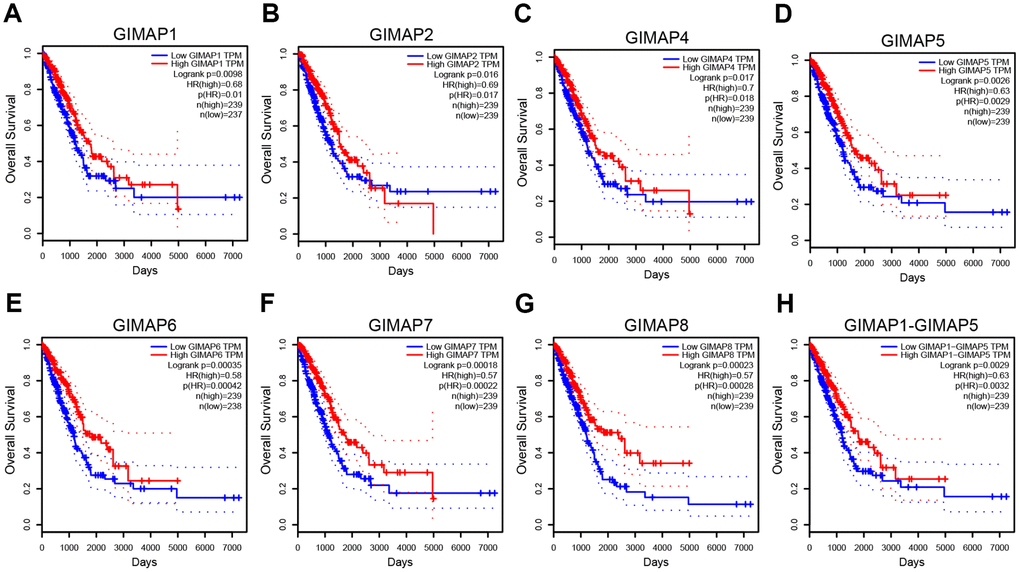 Prognostic value of mRNA expression of distinct GIMAPs in LUAD patients (GEPIA). mRNA expressions of all the GIMAPs family members were significantly associated with LUAD patients’ prognosis, higher mRNA expression of GIMAPs were significantly associated with longer overall survival of LUAD patients (A–H).
