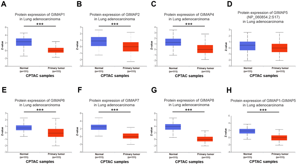 Protein expression of distinct GIMAPs in LUAD tissues and adjacent normal lung tissues (UALCAN). Protein expressions of GIMAPs family members were found to be under-expressed in primary LUAD tissues compared to normal samples (A–H). *** p