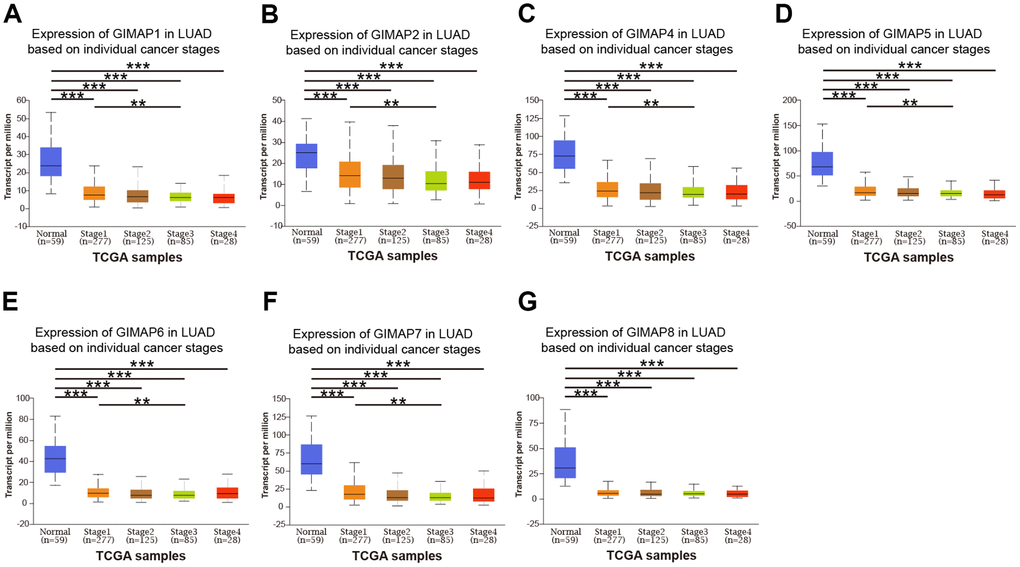 Relationship between mRNA expression of distinct GIMAPs and individual cancer stages of LUAD patients (UALCAN). mRNA expressions of GIMAPs family members were remarkably correlated with patients’ individual cancer stages, patients who were in more advanced cancer stages tended to express lower mRNA expression of GIMAPs (A–G). **pp
