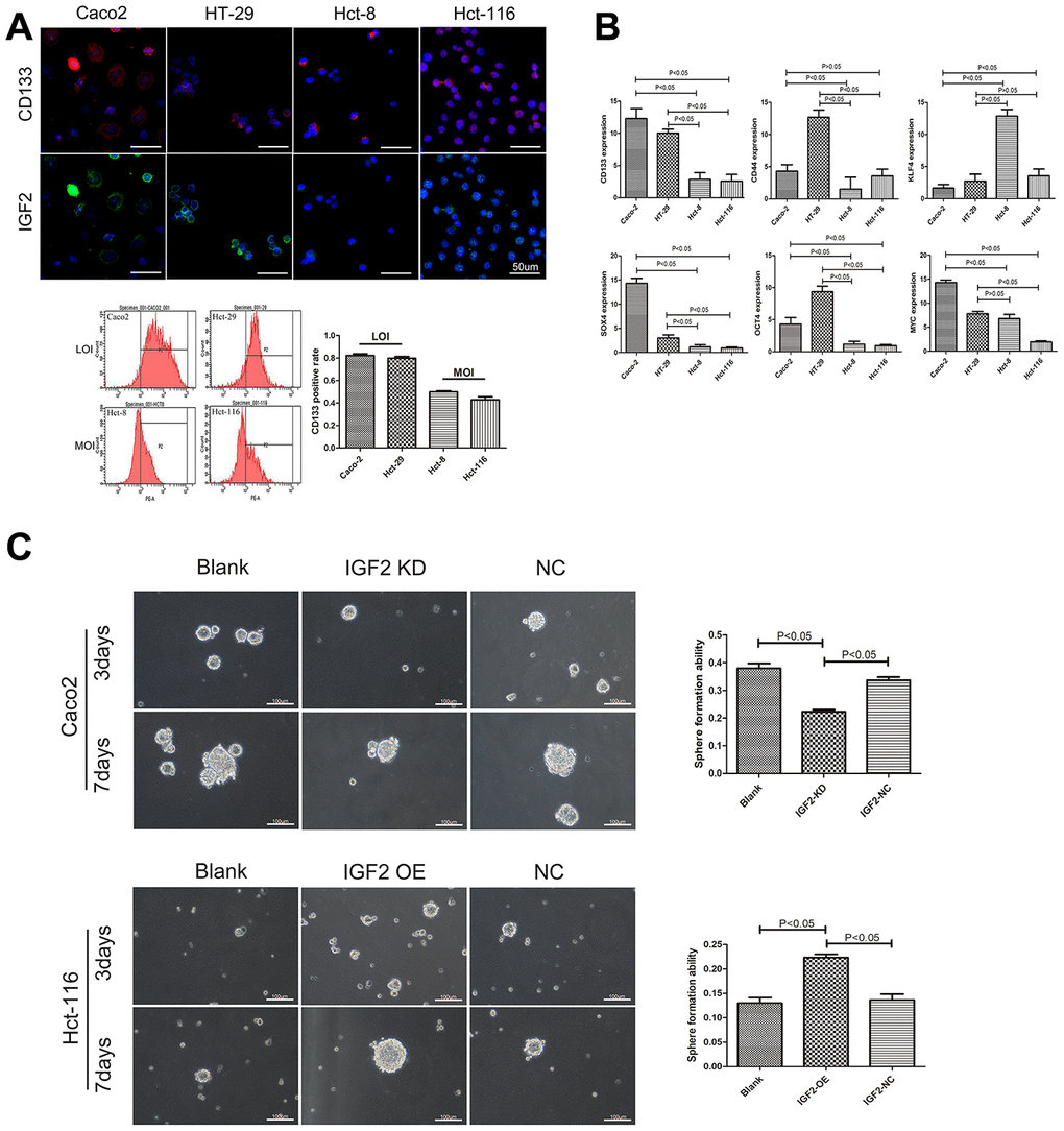 The association between IGF2 LOI and CSCs characteristics. (A) the correlation between IGF2 LOI and CD133 expression; (B) the mRNA expression of CSCs related genes in IGF2 LOI and MOI CRC cells; (C) the sphere formation assay in IGF2 LOI and MOI CSCs. After 7 days, IGF2 KD cells showed lower sphere formation efficiency than negative control or blank group (cells without any treatment) in IGF2 LOI CSCs(p