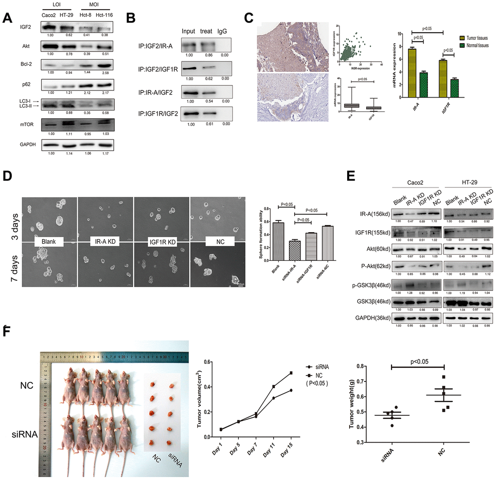 The potential mechanism of IGF2 in CSCs regulation. (A) the expression levels of potential regulators downstream of IGF2. (B) the CO-IP results of IGF2 LOI CSCs with IGF2/IR-A/IGF1R antibodies; (C) the IR-A and IGF1R mRNA expression in TCGA and CRC patients; (D) the sphere formation efficiency of IGF2 LOI CSCs transfected with IR-A or IGF1R siRNA; (E) the changing of Akt, GSK3β expression in IGF2 LOI CSCs transfected with IR-A or IGF1R siRNA; (F) Typical pictures and dates of nude mice with tumorigenicity and tumors which were under different treatments.