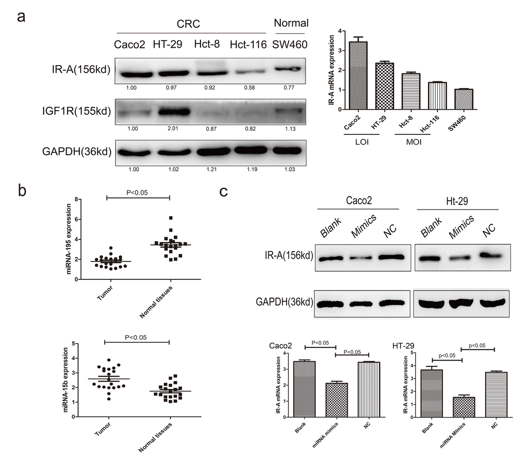 The regulation of miRNAs on IR-A expression. (A) the IR-A and IGF1R protein and mRNA expression in CRC and normal cells; (B) the expression levels of miRNA-195 and miRNA-15b in CRC patients; (C) the IR-A expression of IGF2 LOI CRC cells transfected with miRNA-195 mimics.