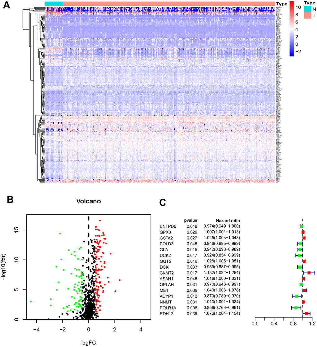 Identification of PDEMRGs. (A) Heatmap of DEMRGs: the red to blue spectrum signifies high to low gene expression. (B) Volcano plot of DEMRGs: red indicates upregulated DEMRGs, green indicates downregulated DEMRG, and black indicates DEMRGs that were not significantly differentially expressed. (C) Forrest plot of PDEMRGs: The red represents high-risk genes (hazard ratios, HR > 1); the green represents low-risk genes (HR 