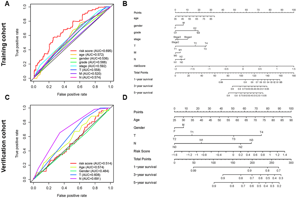 Establishment of ROC curves and nomograms. (A, C) ROC curves (receiver operating characteristics) of the risk score and other clinical indices. (B, D) The nomogram was established based on the independent prognosis model.