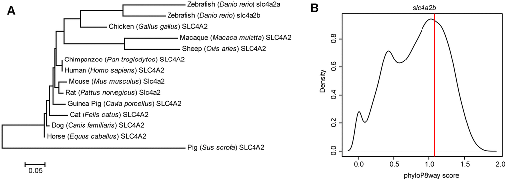 Evolutionary feature analysis of the slc4a2b gene. (A) Evolutionary relationships of SLC4A2 in different species. The evolutionary history was inferred using the Neighbor-Joining method, and the optimal tree with the sum of branch length = 1.66619414 is shown. The tree is drawn to scale, with branch lengths in the same units as those of the evolutionary distances used to infer the phylogenetic tree. The evolutionary distances were computed using the Poisson correction method and are in the units of the number of amino acid substitutions per site. The analysis involved 14 amino acid sequences. All positions containing gaps and missing data were eliminated. There were a total of 237 positions in the final dataset. The evolutionary analysis was conducted in MEGA6. (B) slc4a2b phyloP8way conservation score (vertical red line) and the zebrafish protein coding gene phyloP8way conservation score density distribution (black line). The x-axis is the average phyloP8way score for the coding sequence region of the gene, and the y-axis is the density of the number of genes in each conservation score range.