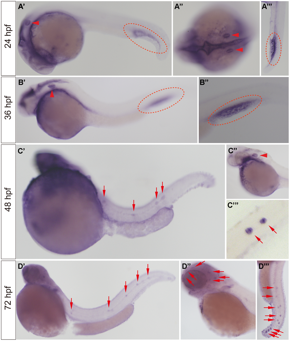 slc4a2b mRNA expression pattern detected by WISH. (A, B) The slc4a2b mRNA was mainly expressed in the otic vesicle (indicated by red arrowheads) and caudal vein (indicated by red dotted lines) at 24 hpf and 36 hpf. (A’’) shows the dorsal view of the otic vesicle, and (A’’’) and (B’’) are focused on the caudal vein. (C) At 48 hpf, slc4a2b mRNA was detected not only in the otic vesicle (indicated by the red arrowhead), but also in the lateral line neuromasts (indicated by red arrows). (C’’) and (C’’’) show the otic vesicle and the neuromasts at higher magnification, respectively. (D) slc4a2b mRNA was expressed in neuromasts at 72 hpf. (D’’) shows the neuromasts on the head (red arrowheads indicate the neuromast MI1, MI2, O2, et al.) and (D’’’) shows the posterior lateral line neuromasts.