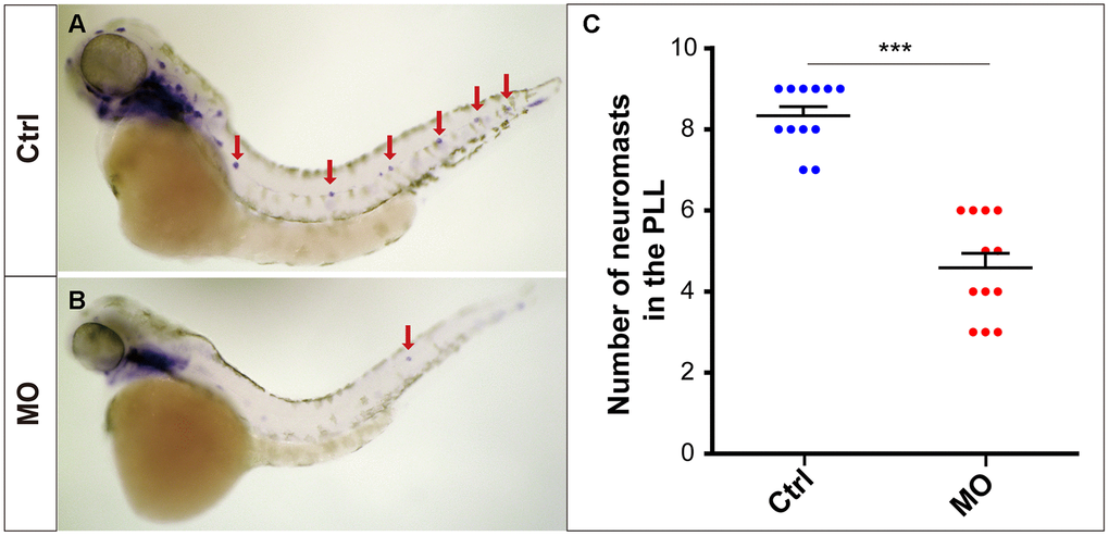 slc4a2b knockdown leads to decreased lateral line neuromasts in zebrafish. Zebrafish larvae at 72 hpf and the eya1 RNA probe were used in the WISH analysis. (A, B) slc4a2b-morphants (MO) (B) had fewer neuromasts (indicated by red arrows) compared to the controls (A). (C) Quantification of the number of the posterior lateral line neuromasts in slc4a2b-morphants and controls. ***P 