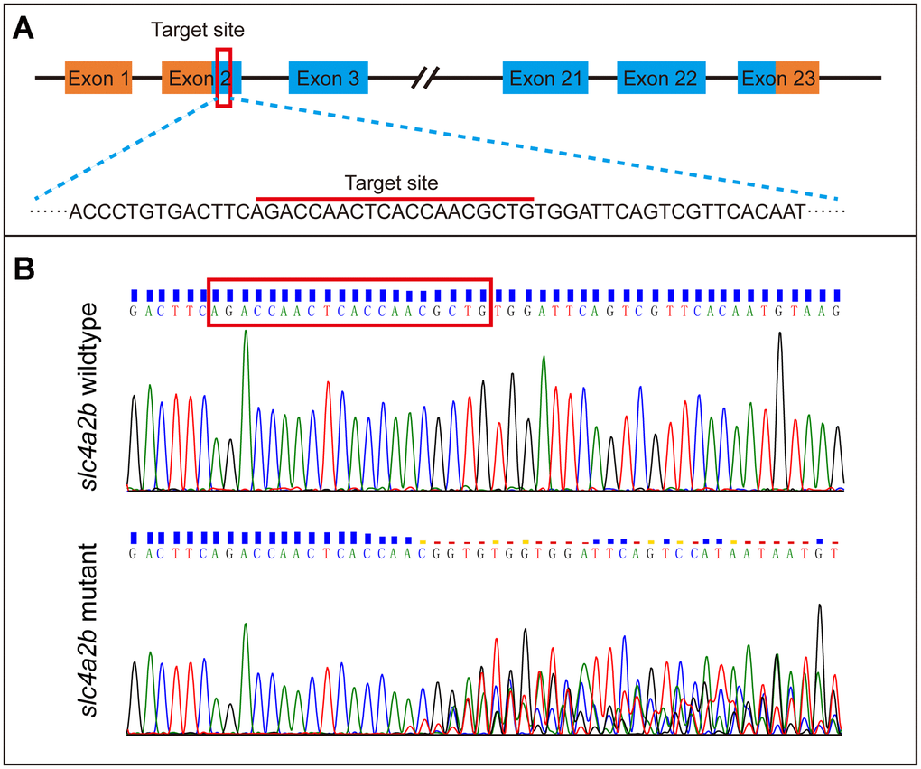 Generation of slc4a2b gene mutant zebrafish using CRISPR/Cas9 gene-editing technology. (A) The coding sequence in exon 2 of the slc4a2b gene was chosen to be the target of mutation. (B) Various mutations occurred in the target site of the slc4a2b gene in mutant zebrafish compared to the wild-type fish.