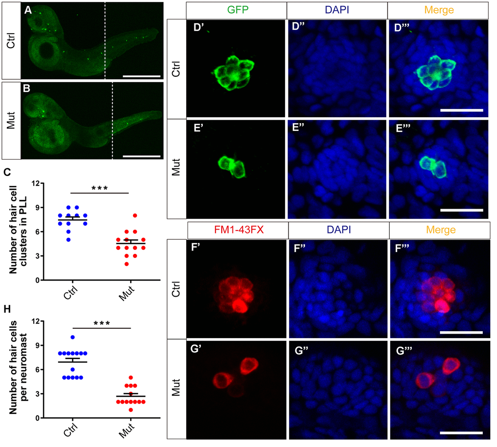 slc4a2b gene mutant zebrafish have fewer HC clusters and HCs in the posterior lateral line (PLL). (A, B) The Tg(Brn3c:mGFP);slc4a2bmut zebrafish had fewer HC clusters in the posterior lateral line compared to the controls. Here, the anti-GFP antibody was used to label the HCs. Scale bar = 500 μm. (C) Quantification of the number of HC clusters in the posterior lateral line of the slc4a2b gene mutant zebrafish and controls. ***P D, E) The Tg(Brn3c:mGFP);slc4a2bmut zebrafish had fewer HCs in each posterior lateral line neuromast compared to controls. Here, anti-GFP antibody and DAPI were used to label the HCs and the nuclei, respectively. Scale bar = 20 μm. (F, G) The Tg(Brn3c:mGFP);slc4a2bmut zebrafish had fewer functional HCs in each posterior lateral line neuromast compared to controls. The successful staining with FM1-43FX dye was as a marker of functional HCs. Scale bar = 20 μm. (H) Quantification of the number of HCs in each neuromast of the slc4a2b mutant zebrafish and controls. *** P 