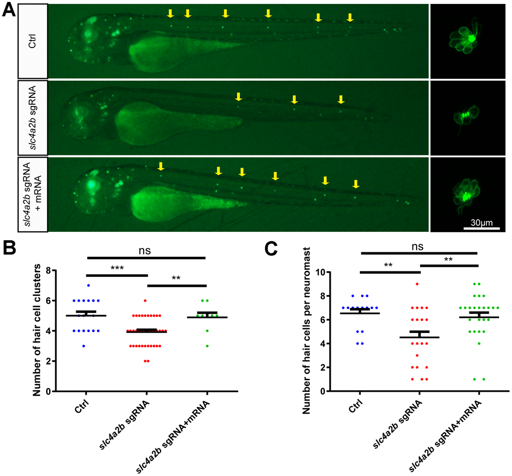 slc4a2b mRNA injection can rescue the phenotype induced by slc4a2b gene deficiency. The Tg(Brn3c:mGFP);slc4a2bmut zebrafish that were injected with Cas9 mRNA and slc4a2b sgRNA had fewer HC clusters (A, B) and fewer HCs in each posterior lateral line neuromast (A, C) compared to controls. However, slc4a2b mRNA injection could rescue the phenotype caused by slc4a2b mutation. *** P P 