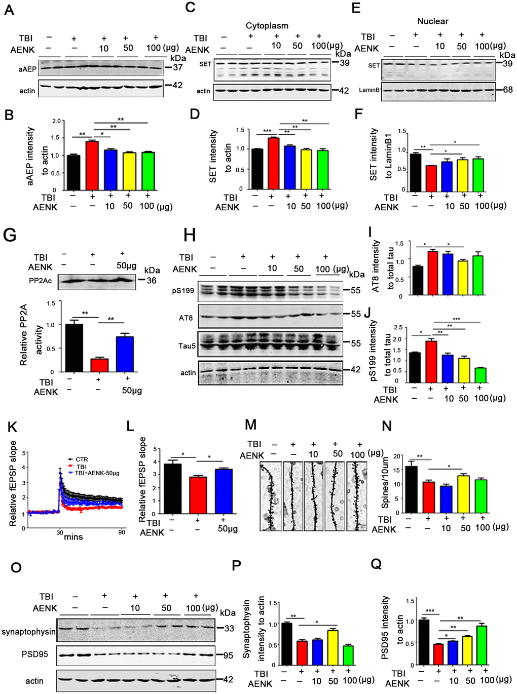 Blockage of AEP abrogated the cytoplasmic retention of SET and attenuated tau pathology in TBI rats. (A, B) aAEP (molecular weight at 36KD) was significantly inhibited in TBI+AENK group, compared with the TBI group as evaluated by Western blotting. (C, D) The level of SET was significantly reduced in cytosolic fraction, but was increased in the nucleus (E, F) in TBI+AENK group compared with TBI group. (G) Brain hippocampal neurons PP2A level and activity were tested. (H–J) Western blotting (H) show significantly reduced levels of AT8 (I), pS199 (J) in the TBI+AENK group compared with the TBI group. (K, L) Normalized CA3-CA1 fEPSP mean slope recorded from the CA1 dendritic region in hippocampal slices. (M, N) Representative dendritic spines of neurons from Golgi impregnated hippocampus (M). Average spine density (N) (mean spine number per 10 μm dendrite segment) were measured. Scale bar = 2 μm. (O–Q) Hippocampal tissues were homogenized, and synaptic protein levels were detected by immunoblotting (O). Pre-synaptic proteins synaptophysin (P) and postsynaptic proteins PSD95 (Q). n=3. p value significance is calculated from a one-way ANOVA or two-way ANOVA, all data represent mean ± SEM. *p p p 