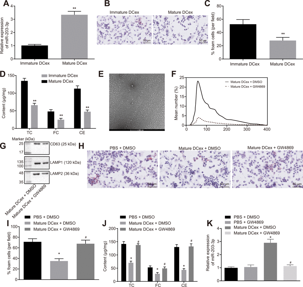 BMDM phenotypes of AS are repressed by DCex. BMDMs were initially treated with ox-LDL or without treatment. (A) miR-203-3p expression in immature and mature exosomes from DCs by RT-qPCR. (B, C) The proportion of foam cells in immature and mature exosomes from DCs by oil red O staining (200 ×). (D) TC, FC and CE levels in immature and mature exosomes from DCs determined by ELISA. (E) Morphology of exosomes after GW4869 treatment (scale Bar = 200 nm) detected by transmission electron microscopy. (F) Nanosight particle tracking analysis of the size and quantity of exosomes. (G) Western blot analysis of the expression of exosome marker proteins. (H–I) The proportion of foam cells in BMDMs after 24-h stimulation with ox-LDL measured by oil red O staining (200 ×). (J) Serum TC, FC and CE levels in BMDMs after 24-h stimulation with ox-LDL determined by ELISA. (K) miR-203-3p expression in BMDMs determined by RT-qPCR. *p **p vs. the BMDMs without treatment; *p vs. PBS + DMSO; #p vs. DCex + DMSO. Statistical data were measurement data, and described as mean ± standard deviation. The paired t test was used for comparisons between two groups in panel (A–D). The one-way analysis of variance was adopted for comparisons among multiple groups in panel (I–K) followed by Tukey’s post hoc test. The experiment was repeated 3 times independently.