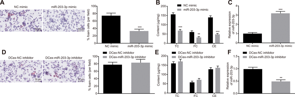 Overexpression of miR-203-3p in DCexs impairs AS-related phenotypes in BMDMs. BMDMs were treated with miR-203-3p mimic with NC mimic as the control, or treated with DCex-miR-203-3p inhibitor with DCex-NC inhibitor as control. (A and D) The proportion of foam cells in BMDMs by oil red O staining (200 ×). (B and E) Serum TC, FC and CE levels determined by ELISA. (C and F) miR-203-3p expression measured by RT-qPCR; *p **p ***p vs. the BMDMs treated with NC mimic or DCexs treated with NC inhibitor. Statistical data were measurement data, and described as mean ± standard deviation. The paired t test was used for comparisons between two groups. The experiment was repeated 3 times independently.