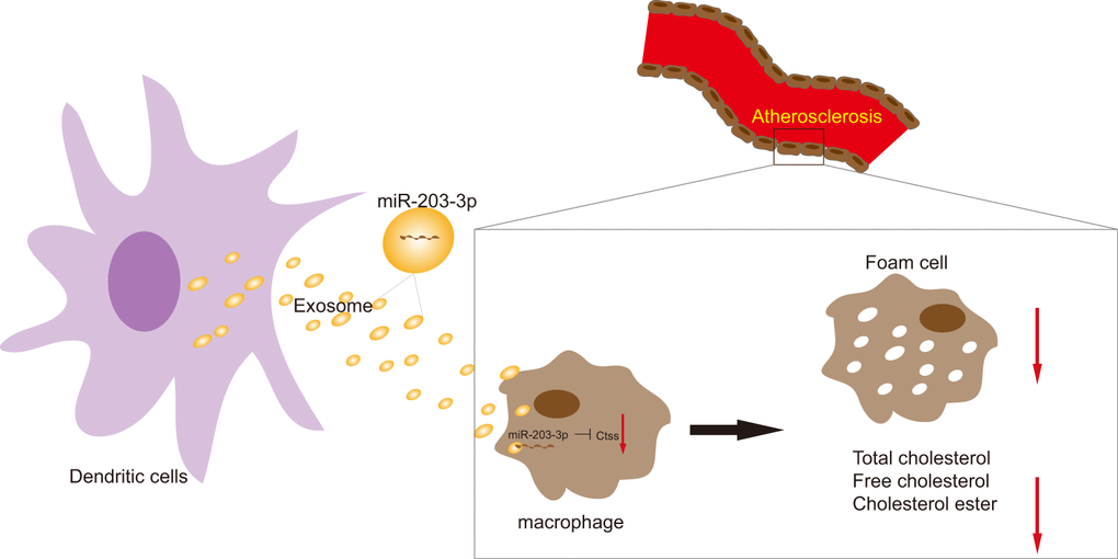 The mechanism diagram shows that transfer of exosomal miR-203-3p from dendritic cells to BMDMs reduces BMDM-derived foam cells and the levels of TC, FC and CE by impairing Ctss expression, thus suppressing the development of atherosclerosis.