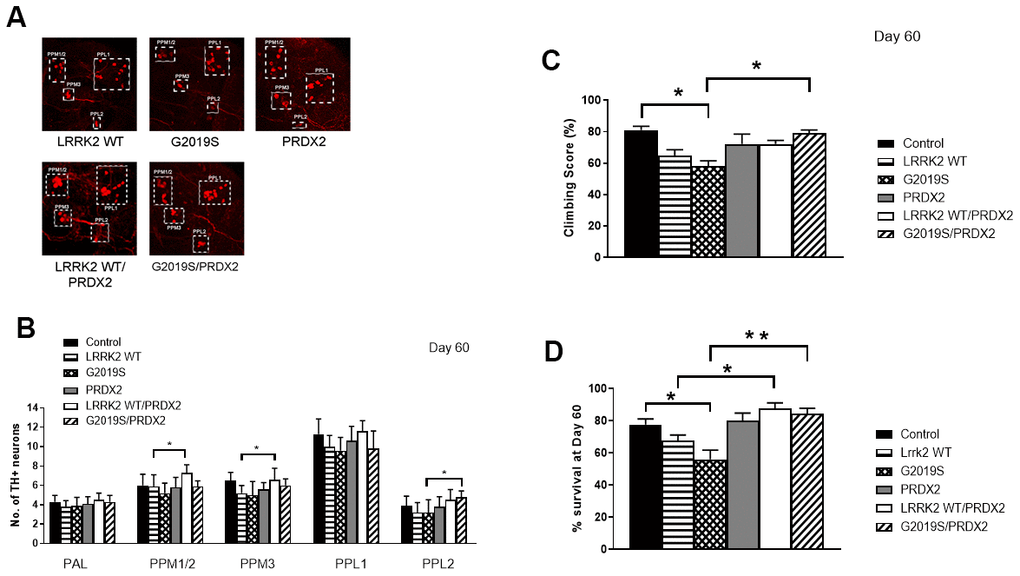 PRDX2 is able to rescue G2019S pathogenic phenotype. (A) Representative magnified confocal images of whole mount brains 60 days after eclosion. The different clusters of TH+ neurons are boxed up and labeled. (B) Bar graphs show number of TH-positive DA neuron clusters in flies at 60 days after eclosion (n = 3, cohort of 10). (C) Bar graph shows climbing scores of male flies at 60 days after eclosion. Percentage of flies that reached the top of the column after 1 min was counted (n = 3, cohort of 20). (D) Bar graph shows number of flies that survive after 60 days. Age-matched ddc-GAL4/+ flies were used as controls. Percentage of flies was tabulated. Significance indicated on the graph: *p