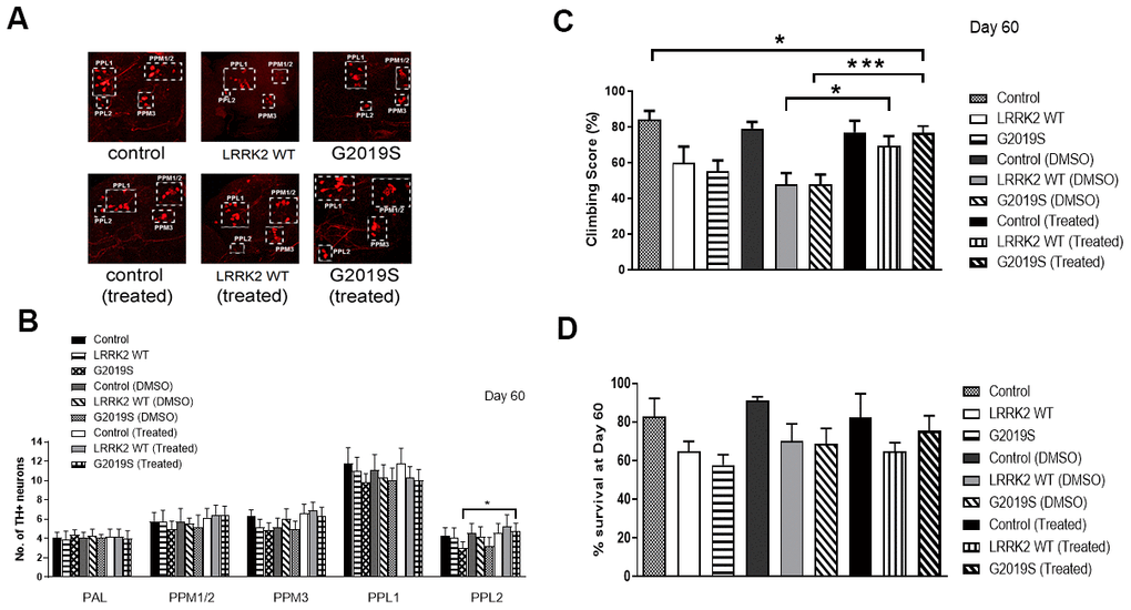 Challenge by Chetomin rescues G2019S phenotype. (A) Representative magnified confocal images of whole mount brains 60 days after eclosion. The different clusters of TH+ neurons are boxed up and labeled. (B) Bar graphs show number of TH-positive DA neuron clusters in flies at 60 days after eclosion (n = 3, cohort of 10). (C) Bar graph shows climbing scores of male flies at 60 days after eclosion. Percentage of flies that reached the top of the column after 1 min was counted (n = 3, cohort of 20). (D) Bar graph shows number of flies that survive after 60 days. Percentage of flies was tabulated. Significance indicated on the graph: *p