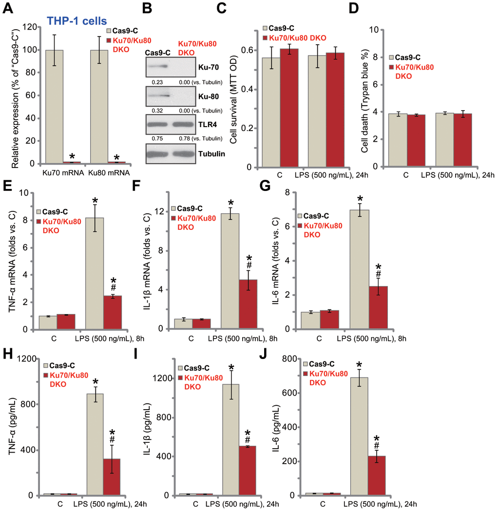 Ku70 plus Ku80 double knockout potently inhibits LPS-induced production of pro-inflammatory cytokines in human macrophages. THP-1 human macrophages were transfected with lenti-CRISPR/Cas9-Ku70 KO construct plus lenti-CRISPR/Cas9-Ku80 KO construct, control cells were transfected with CRISPR/Cas9 control vector (“Cas9-C”), stable cells were established following puromycin selection, mRNA and protein expression of listed genes were tested by qPCR (A) and Western blotting (B); Cells were treated with LPS (500 ng/mL) or vehicle control (“C”) for indicated time, cell viability and death were tested by MTT (C) and Trypan blue staining (D), respectively; mRNA expression (E–G) and protein contents in the culture medium (H–J) of listed pro-inflammatory cytokines (TNF-α, IL-1β and IL-6) were tested by qRT-PCR and ELISA assays; Expression of listed proteins was quantified, normalized to the loading control (B). Data were expressed as mean ± standard deviation (SD, n=5). *pvs. “C” treatment of “Cas9-C” cells. #p