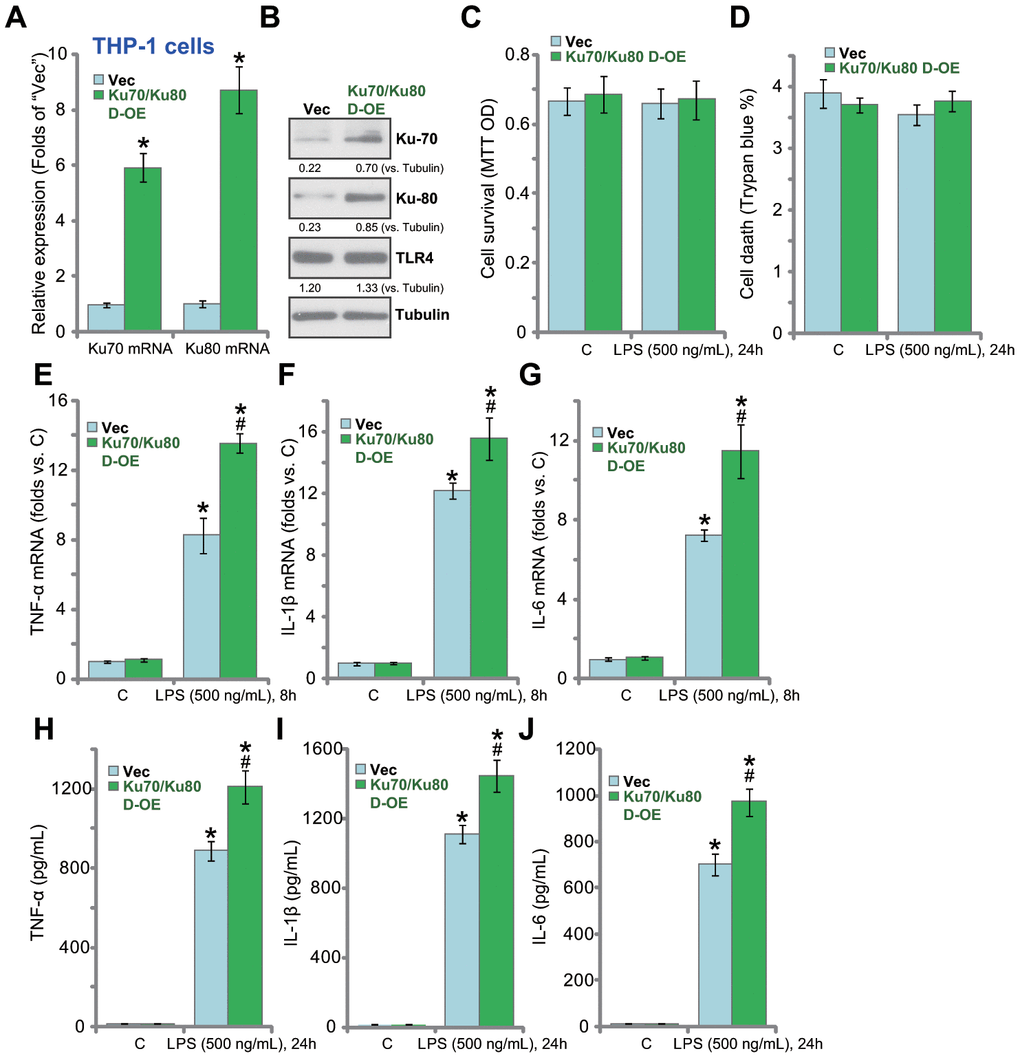 Ku70 plus Ku80 double overexpression enhances LPS-induced production of pro-inflammatory cytokines in human macrophages. mRNA and protein expression of listed genes in stable THP-1 human macrophages with the Ku70-expressing AAV plus the Ku80-expressing AAV (“Ku70/Ku80 D-OE”) or with control vector AAV (“Vec”) were shown (A and B); Cells were treated with LPS (500 ng/mL) or vehicle control (“C”) for indicated time, cell survival and death were tested by MTT (C) and Trypan blue staining (D), respectively; mRNA expression (E–G) and protein contents in the culture medium (H–J) of listed pro-inflammatory cytokines (TNF-α, IL-1β and IL-6) were tested by qRT-PCR and ELISA; Expression of listed proteins was quantified, normalized to the loading control (B). Data were expressed as mean ± standard deviation (SD, n=5). *pvs. “C” treatment of “Vec” cells. #p