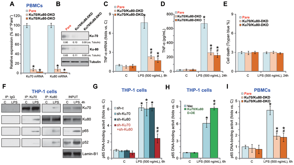 Ku70 and Ku80 silencing or KO inhibits LPS-induced pro-inflammatory cytokines production and NFκB activation in human PBMCs. The primary PBMCs were transfected with Ku70 shRNA lentivirus plus Ku80 shRNA lentivirus (“Ku70/Ku80-DKD”), or lenti-CRISPR/Cas9-Ku70 KO construct plus lenti-CRISPR/Cas9-Ku80 KO construct (“Ku70/Ku80-DKO”), expression of listed genes was shown (A and B); Cells were treated with LPS (500 ng/mL) or vehicle control (“C”) for indicated time, TNF-α mRNA expression and protein content in the culture medium were tested by qRT-PCR (C) and ELISA (D); Cell death was tested by Trypan blue staining assay (E); The relative NFκB activity was tested by p65 DNA-binding assay (I). THP-1 cells were treated with LPS (500 ng/mL) for 4h, nuclear lysate proteins were subjected to co-immunoprecipitation assay (“IP: Ku70/Ku80”) and Western blotting assay (“INPUT”) (F). Stable THP-1 human macrophages, bearing control shRNA lentivirus (“sh-c”), Ku70 shRNA lentivirus (“sh-Ku70”) and/or Ku80 shRNA lentivirus (“sh-Ku80”) (G), as well as the Ku70-expressing AAV plus the Ku80-expressing AAV (“Ku70/Ku80 D-OE”) or empty vector (“Vec”) (H), were treated with LPS (500 ng/mL) or vehicle control (“C”) for 6h, the relative NFκB activity was tested by p65 DNA-binding assay. Expression of listed proteins was quantified, normalized to the loading control (B). Data were expressed as mean ± standard deviation (SD, n=5). “Pare” stands for the parental control PBMCs (A–E, I). *pvs. “C” treatment. #p