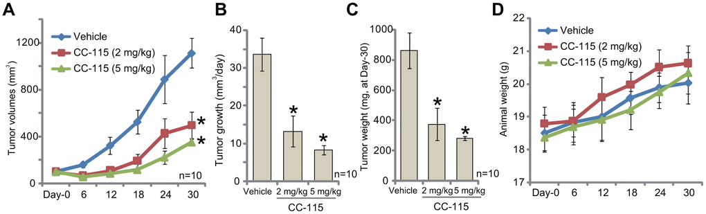 CC-115 oral administration inhibits 786-O xenograft growth in vivo. 786-O cells were inoculated via s.c. injection to the flanks of nude mice (five million cells per mouse). When tumors were close to 100 mm3 (“Day-0”), mice were randomly assigned into three groups, with ten mice per group. One group was treated with vehicle control (“Vehicle”) and the other two with CC-115 (2 and 5 mg/kg, daily, for 20 consecutive days). Tumor volumes (A) and estimated daily tumor growth (B) were shown. At Day-30, tumors of all three groups were isolated and weighted individually (C). Mice body weights were recorded (D). * P 