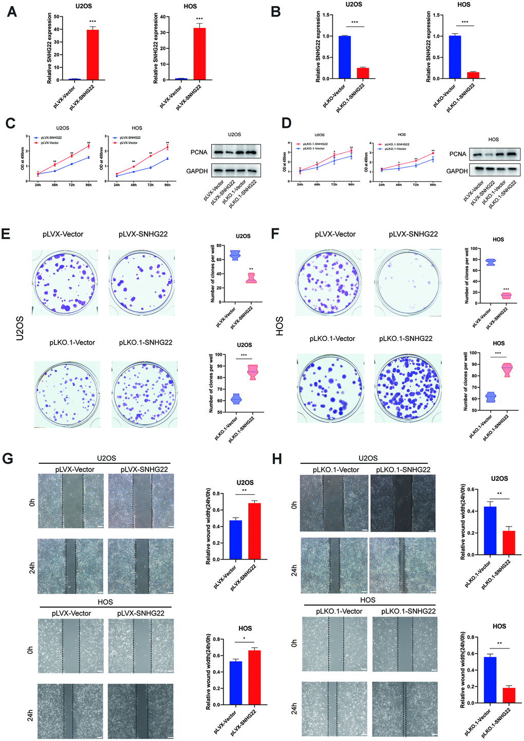 SNHG22 influenced the proliferation and migration of OS cells. (A, B) The qRT-PCR measured the transfection efficiency of SNHG22 in U2OS and HOS cells. n=5; ***Pt test. (C, D) Overexpression of SNHG22 reduced the cell viability of U2OS and HOS cells while SNHG22 knockdown showed the reverse effect. Cell viability and proliferation were assessed by CCK-8 assays and western blots. n=5; *P**PE, F) Colony formation of HOS and U2OS cell lines was synergistically suppressed by overexpression of SNHG22 and was obviously enhanced by SNHG22 silencing. The number of clones is shown in the violin plot. n=5; **P***Pt-test. (G, H) Cell migration rates of U2OS and HOS cells were measured by wound healing assays; scale bar: 100 μm. n=5; *P**P***Pt-test.