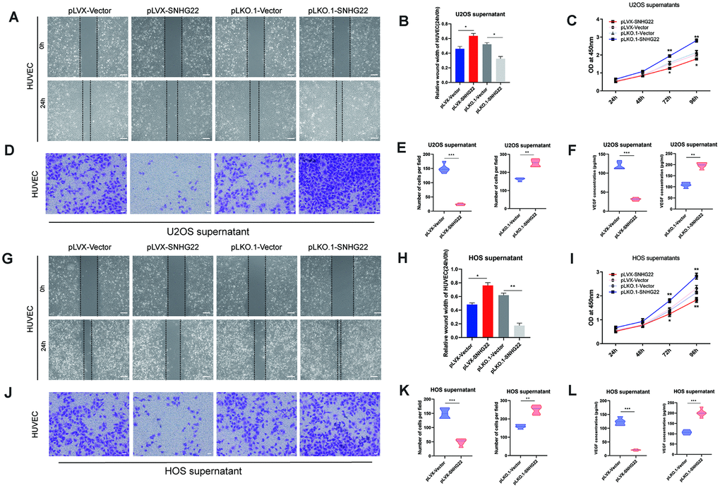 SNHG22 regulated endothelial cell function. (A) Representative images of HUVEC wound healing assays in the presence of U2OS supernatant. Scale bar: 100 μm. (B) Relative cell migration rates of HUVECs were measured. n=5; *Pt-test. (C) Cell viability of HUVECs was assessed by CCK-8 assay. n=5; *P**PD) Representative images of invading HUVECs. U2OS supernatant was included in all cultures. Scale bar: 200 μm. (E) The number of invading HUVECs were counted and are shown in the violin plots. n=5; **Pt-test. (F) The level of VEGF in U2OS supernatant. Results are shown in the violin plots. n=5; ***Pt-test. (G) Representative images of HUVEC wound healing assays in the presence of HOS supernatant. Scale bar: 100 μm. (H) Relative cell migration rates of HUVECs were measured. n=5; *P**Pt-test. (I) Cell viability of HUVECs was assessed by CCK-8 assays. n=5; *P**PJ) Representative images of invading HUVECs. HOS supernatant was included in all cultures. Scale bar: 200 μm. (K) The number of invading HUVECs were counted and are shown in the violin plots. n=5; **P***Pt-test. (L) The level of VEGF in HOS supernatant. Results are shown in the violin plots. n=5; ***Pt-test.