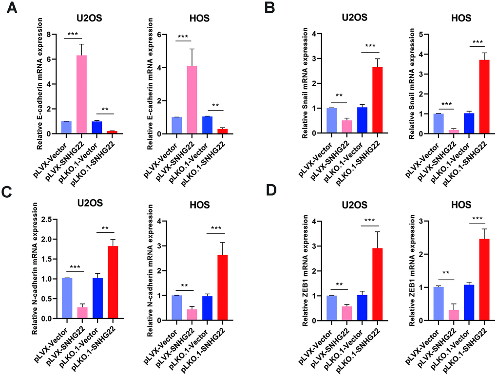 SNHG22 inhibited EMT in OS. The expression of EMT-related genes E-cadherin (A), snail (B), N-cadherin (C) and ZEB1 (D) in the PLVX-SNHG22, PLVX-VECTOR, PLKO.1-VECTOR and PLKO.1-SNHG22 groups was measured by qRT-PCR and is shown as means±SD. n=5; **P***Pt-test.