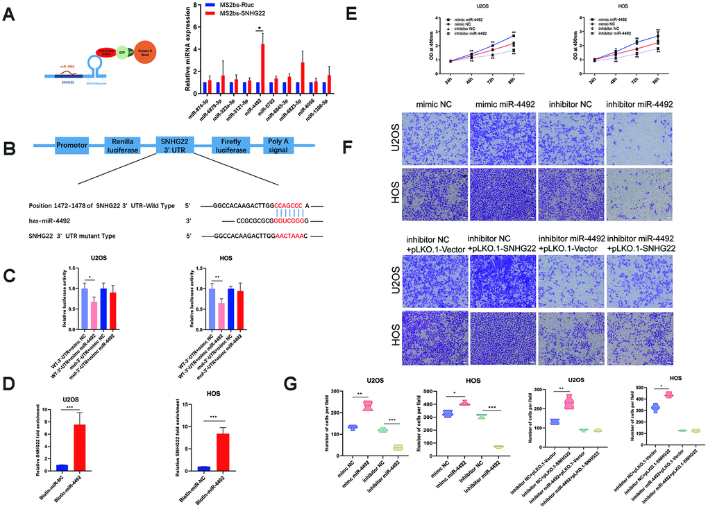 SNHG22 was associated with miR-4492 in OS cells. (A) Constructs containing SNHG22 transcripts were designed and inserted into MS2bs elements. MS2-RIP was performed, and miR-4492 qPCR was carried out to verify that miR-4492 endogenously associated with SNHG22. n=5; *Pt-test. (B) Plasmids containing mutant or putative SNHG22 3′-UTR-luciferase reporters were transfected into U2OS and HOS cells. (C) Luciferase activity in U2OS and HOS cells was detected and is shown as means±SD. n=5; *P**Pt-test. (D) After incubating with biotin-labeled miR-4492, the expression level of SNHG22 was detected by qPCR. n=5; ***Pt-test. (E) Cell viability of U2OS and HOS cells was assessed by CCK-8 assays. n=5; *P**PF) Representative images of invading cells in mimic NC, mimic miR-4492, inhibitor NC, inhibitor miR-4492, inhibitor NC +PLKO.1-VECTOR, inhibitor NC +PLKO.1-SNHG22, inhibitor miR-4492+PLKO.1-VECTOR and inhibitor miR-4492+PLKO.1-SNHG22 groups. Scale bars: 200 μm. (G) The number of invading cells is shown in the violin plot. n=5; **P***Pt-test.