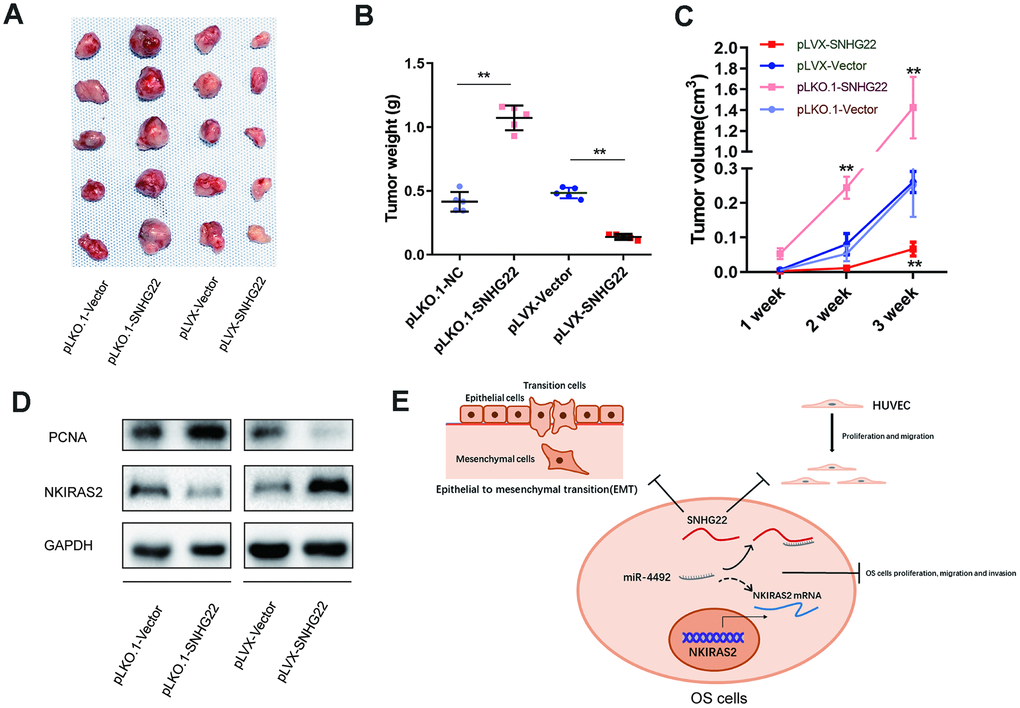 SNHG22 inhibited tumor growth in vivo. (A) HOS cells transfected with PLKO.1-VECTOR, PLKO.1-SNHG22, PLVX-VECTOR or PLVX-SNHG22 were inoculated into nude mice (n=5). The tumors were excised 3 weeks later. (B) Tumors from different groups were weighed. **PC) Tumor volumes were estimated (0.5 × width2 × length) by caliper every week. **PD) Proteins were extracted from tumors and the expression level of NKIRAS2 and PCNA was measured by western blot. (E) Schematic illustration of the role of SNHG22 in OS cells.