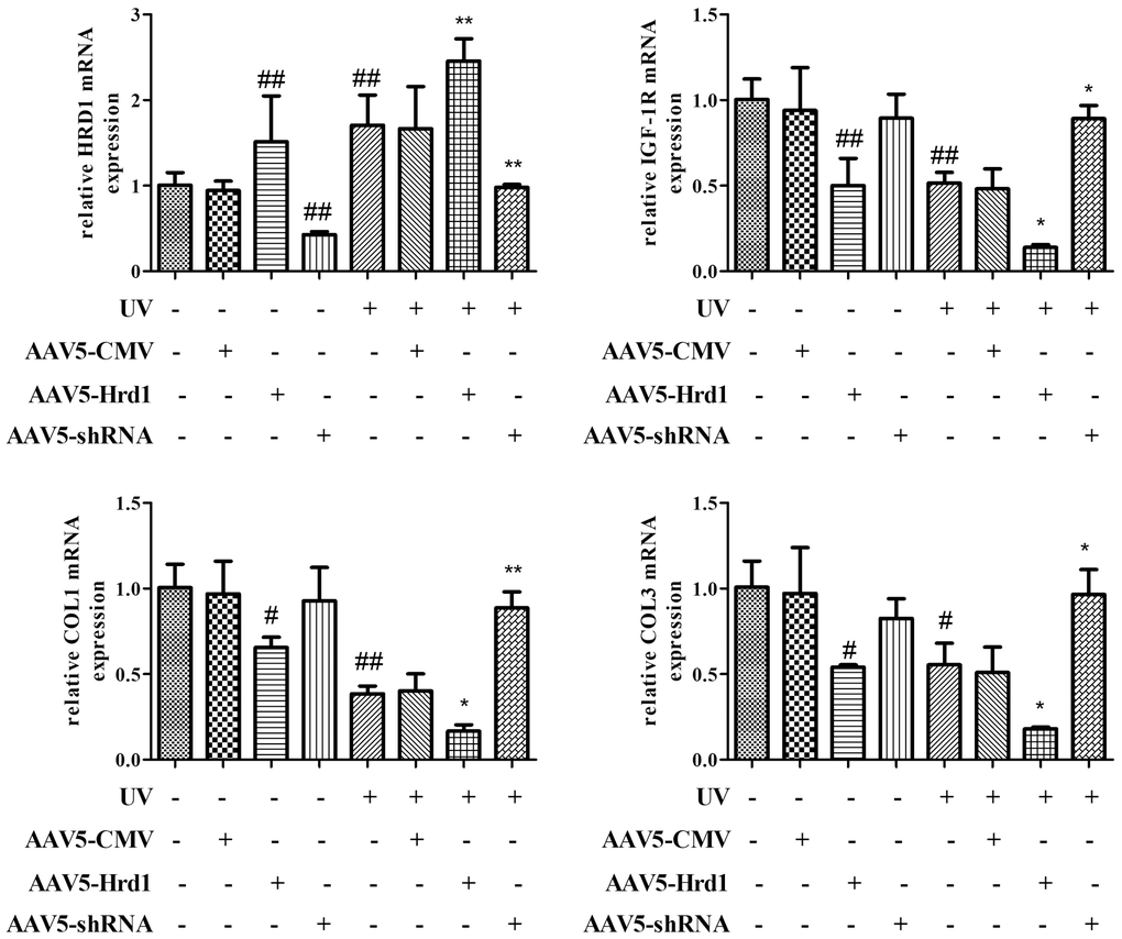 The effect of Hrd1 transfection on mRNA expressions of Hrd1, IGF-1R, Type I collagen and Type III collagen in mice. The results were presented as mean ± SD. ##