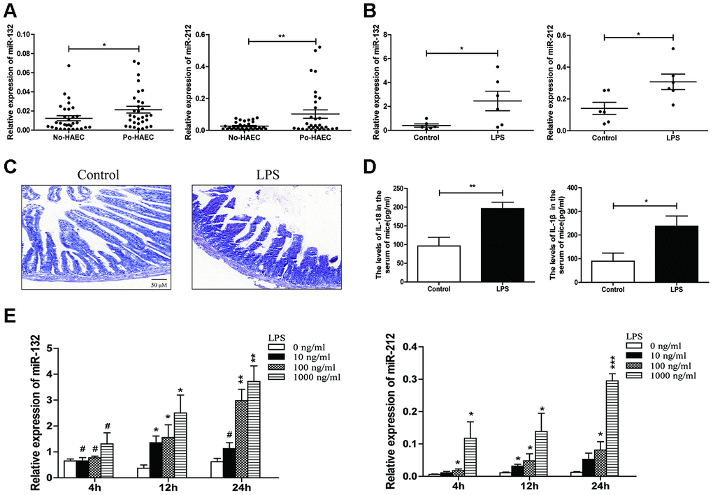 Upregulation of miR-132/-212 in postoperative HAEC patients or enteritis animal models. (A) The expression of miR-132/212 was validated in dilated segments of 32 po-HAEC and 32 No-HAEC patients using qRT-PCR. MiR-132 and miR-212 expression were significantly increased in po-HAEC tissues comparing to No-HAEC samples. (B) qRT-PCR was applied to detect miR-132 and miR-212 expression in LPS-stimulated mice and control groups (n=6 each). (C) The pathological changes in mice challenged with LPS was observed by HE staining. Scale bar: 50 μM. (D) Mean serum concentrations of IL-18 and IL-1β in LPS-stimulated mice and control groups was evaluated using ELISA assay. Data were expressed as mean ± SD. *PE) qRT-PCR analysis was applied to detect dose- and time-dependent expression of miR-132 and miR-212 in HT29 cell line treated with 0-1000 ng/ml LPS for 4-24 h.