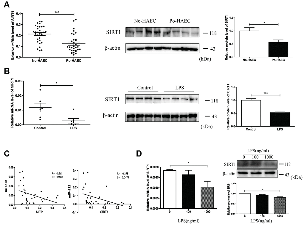 SIRT1 dysregulation by LPS as a result of miR-132 and miR-212 overexpression. (A) SIRT1 expression was tested to be down-regulated in dilated segments of 32 po-HAEC compared with 32 No-HAEC patients by qRT-PCR. As revealed by western blot analysis, SIRT1 protein level was declined in 4 pairs of po-HAEC tissues compared to No-HAEC samples. (B) In comparison with control mice group, SIRT1 mRNA level was decreased in LPS-stimulated mice intestinal tissues. The protein expression of SIRT1 was notably decreased in animal models treated with LPS. (C) SIRT1 was inversely correlated with miR-132 and miR-212 levels in the same paired dilated tissues (P=0.0454, P=0.0474, Pearson). (D) Both mRNA and protein levels of SIRT1 were down-regulated in HT29 cell line after treatment with LPS for 24h. Mean ± SD. n = 3, *P 