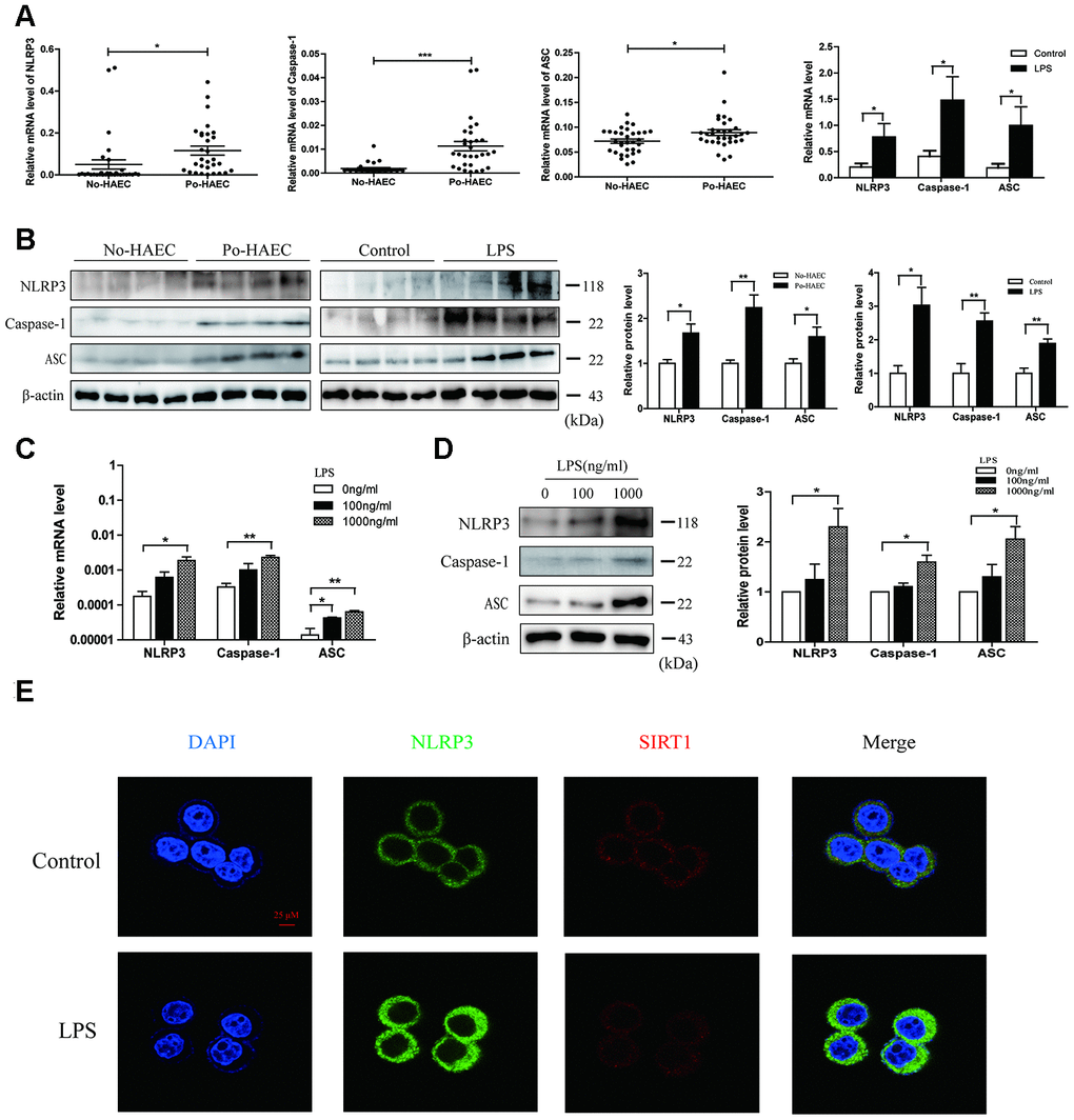 Activation of NLRP3 inflammasome in patients with postoperative HAEC and LPS-stimulated HT29 cell line. (A) qRT-PCR validated relative mRNA levels of NLRP3, Caspase-1 and ASC in dilated segments of 32 po-HAEC and 32 No-HAEC patients. The above genes mRNA expression was distinctly increased in po-HAEC tissues. Compared with control mice tissues, NLRP3, Caspase-1 and ASC mRNA levels showed a increase in mice intestinal tissues challenged with LPS. (B) The protein levels of NLRP3, Caspase-1 and ASC were up-regulated in 4 pairs of po-HAEC tissues compared to No-HAEC samples. LPS treatment to mice increased NLRP3, Caspase-1 and ASC protein expression of intestinal tissues. β-actin was regarded as an internal control. (C and D) The mRNA and protein levels of NLRP3, Caspase-1 and ASC were upregulated in HT29 cell line after treatment with LPS for 24h. Mean ± SD. n = 3, *P E) Confocal images of SIRT1 and NLRP3 in HT29 cell line treated with 1000 ng/ml LPS for 24 h. Scale bar =25μm.