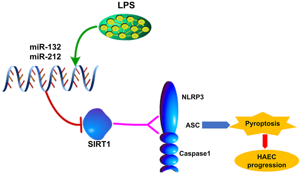 Possible mechanism by which LPS upregulates miR-132/-212 in Hirschsprung-associated enterocolitis, facilitating pyroptosis by activating NLRP3 inflammasome via targeting Sirtuin 1 (SIRT1).