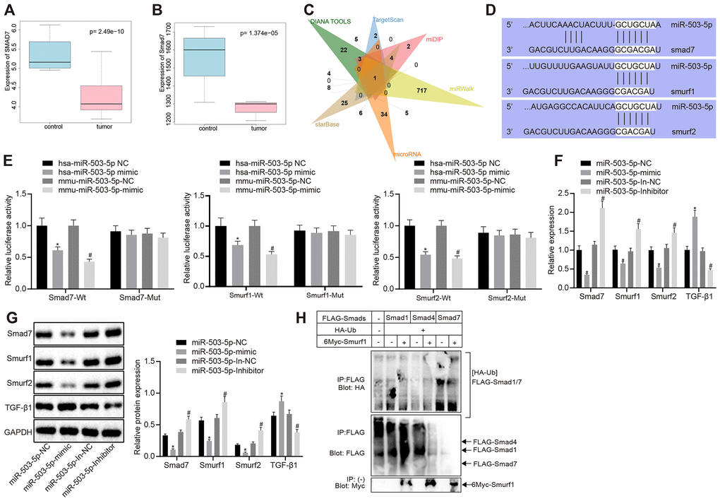 miR-503-5p negatively regulates expression of smad7 and smurf1/smurf2 and reduces the ubiquitination of TGF-β1 receptor. (A) Box plots of smad7 expression in human atherosclerosis-related microarray data GSE9490 consisted of 4 normal samples without DL-homocysteine and 8 DL-homocysteine-induced atherosclerosis samples. The blue box on the left indicates the smad7 expression of normal samples, while the red box on the right indicates the smad7 expression of diseased samples. (B) Box plots of smad7 expression in mouse atherosclerosis-related microarray data GSE2372. There were 3 samples obtained from the WT mice and 3 samples from ApoE mice with atherosclerosis. The blue box on the left indicates the smad7 expression in normal samples, while the red box on the right indicates the smad7 expression in diseased samples. (C) Venn map of predicted upstream miRNAs of smad7 in the DIANA TOOLS (miTG score > 0.90; http://diana.imis.athena-innovation.gr/DianaTools/index.php), TargetScan (context++ score percentile ≥ 99; http://www.targetscan.org/vert