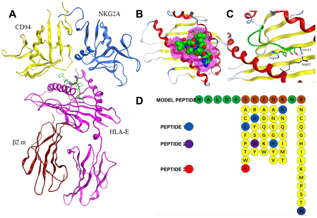 Design of affinity peptides targeting HLA-E. (A) Crystal structure of the HLA-E-CD94/NKG2A complex from PDB ID: 3CDG. (B) Interaction between model peptide and the key area of HLA-E (pink area represents the key interacting area). (C) Site view of the interaction between the model peptide and HLA-E; (D) Screening of a peptide library generated using the method of random replacing non-key site amino acids for high affinity peptides for HLA-E. The top three peptides (i.e., highest affinity and stability) were designated PEPTIDE 1, 2 and 3.