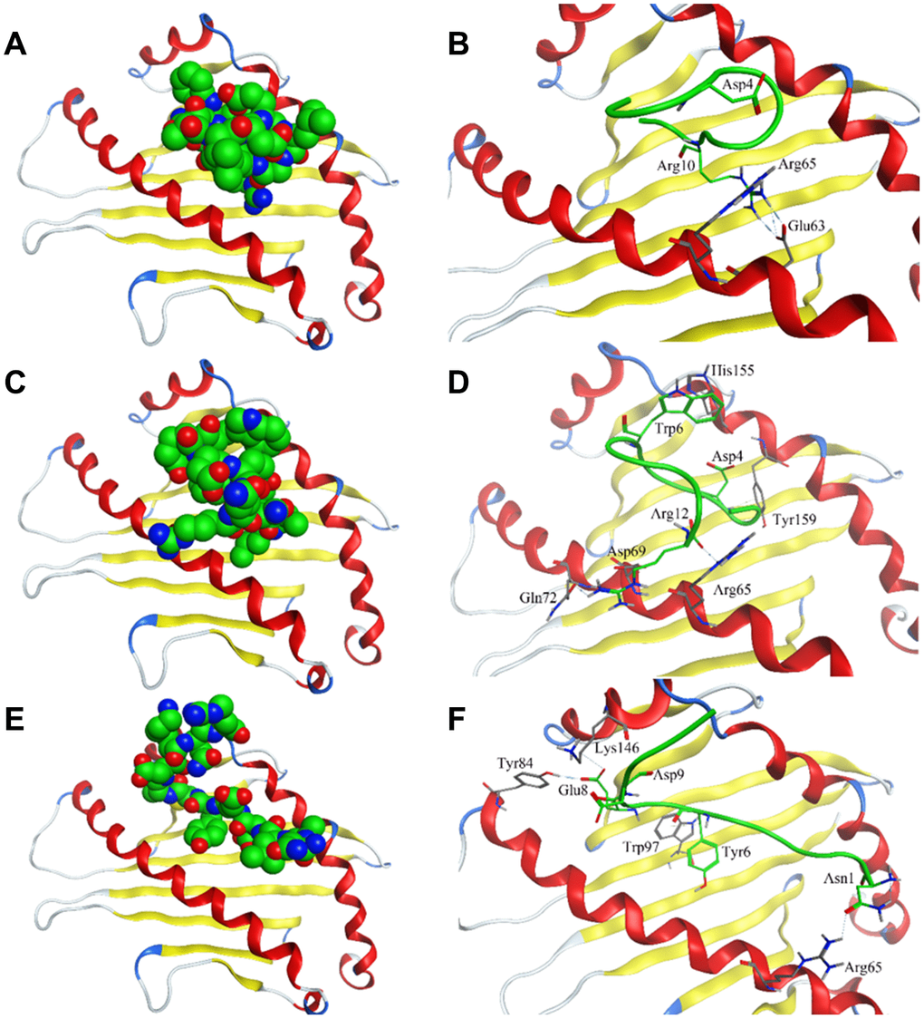 Interaction of affinity peptides with HLA-E. (A, C, E). The docking of PEPTIDE 1, 2 and 3 with the key area of HLA-E (PDB ID: 3CDG). (B, D, F). Site view of PEPTIDE 1, 2 and 3 docking with HLA-E. Dash lines, hydrogen bonds; Labeled residues, amino acids interacted between affinity peptides and HLA-E.